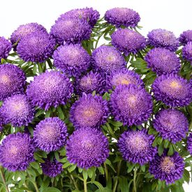 Bonita Light Blue, Aster Seeds